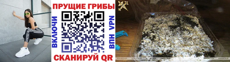 Псилоцибиновые грибы Psilocybine cubensis  Западная Двина 